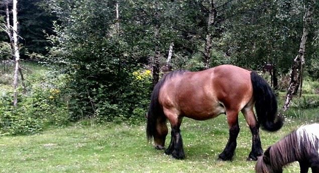 Lilletass kunne ikke fått det bedre enn han har det sammen med Odin. De er bare rolige og harmoniske sammen. Her er de : mer brutalt enn dette blir det ikke! (smilefjes)