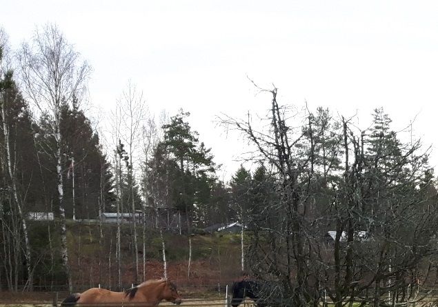 Nyttårsaften slapp vi Glase inn på utegangen til de store hestene. Hoppene ble stengt utenfor, på et jorde ved siden av, mens vallakene og Glase fikk herje som de ville en times tid. De fikk bøttevis med mosjon!