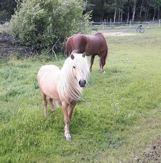 Hingster, som den nærmeste, trenger ofte mye mer energi og protein enn vallaker og hopper (så sant den ikke er drektig eller ammer) av samme rase. De tåler derfor mye mer kraftig fôr før det tar på kroppen.
